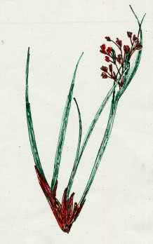 The sea rush, Juncus maritimus